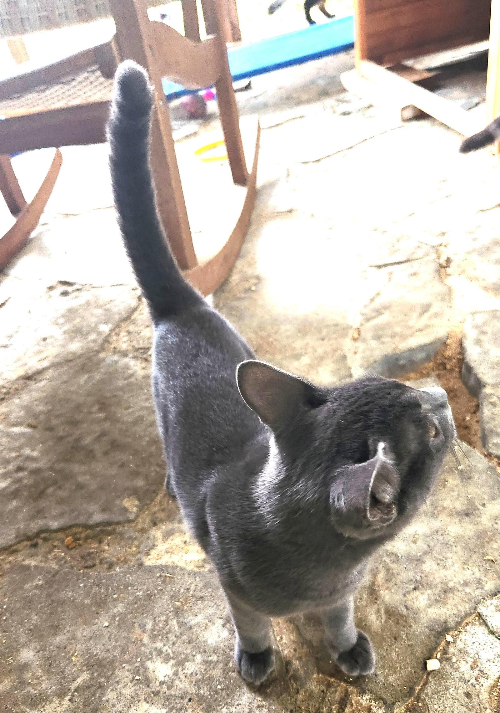 Zar, Adoptable, Young Male Domestic Short Hair & Russian Blue.