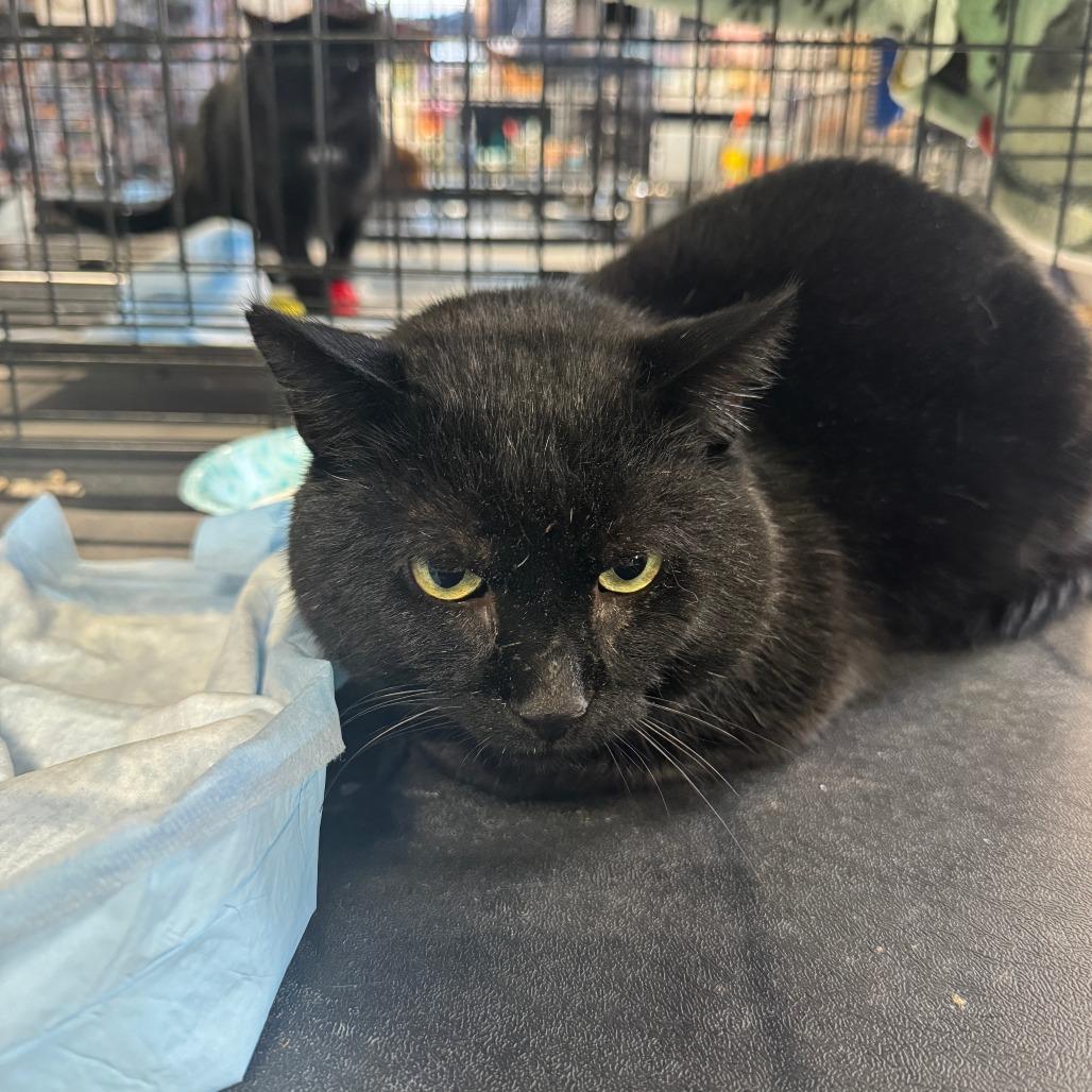 Knight ARC2026-001, Adoptable, Adult Male American Shorthair.