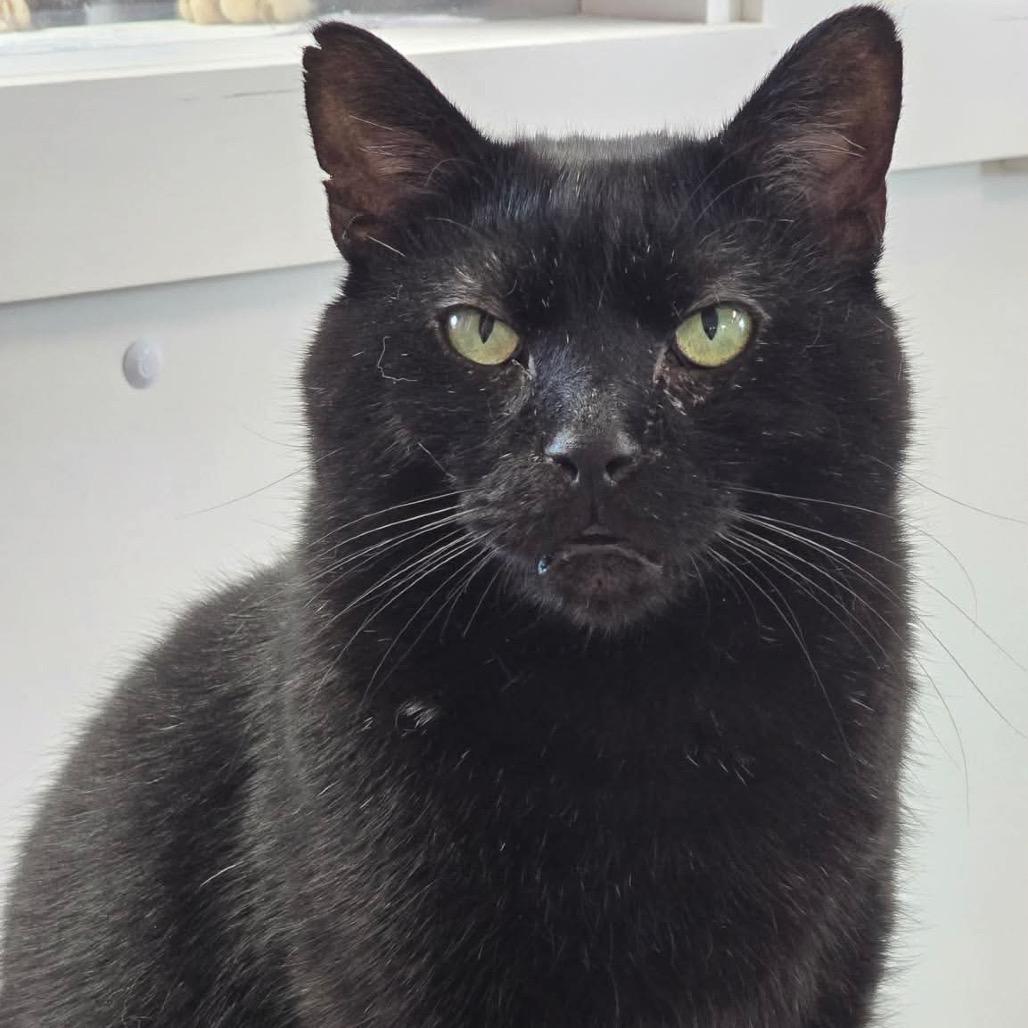 Enlarge Knight ARC2026-001, a Adoptable American Shorthair in Akron, NY image 2/2