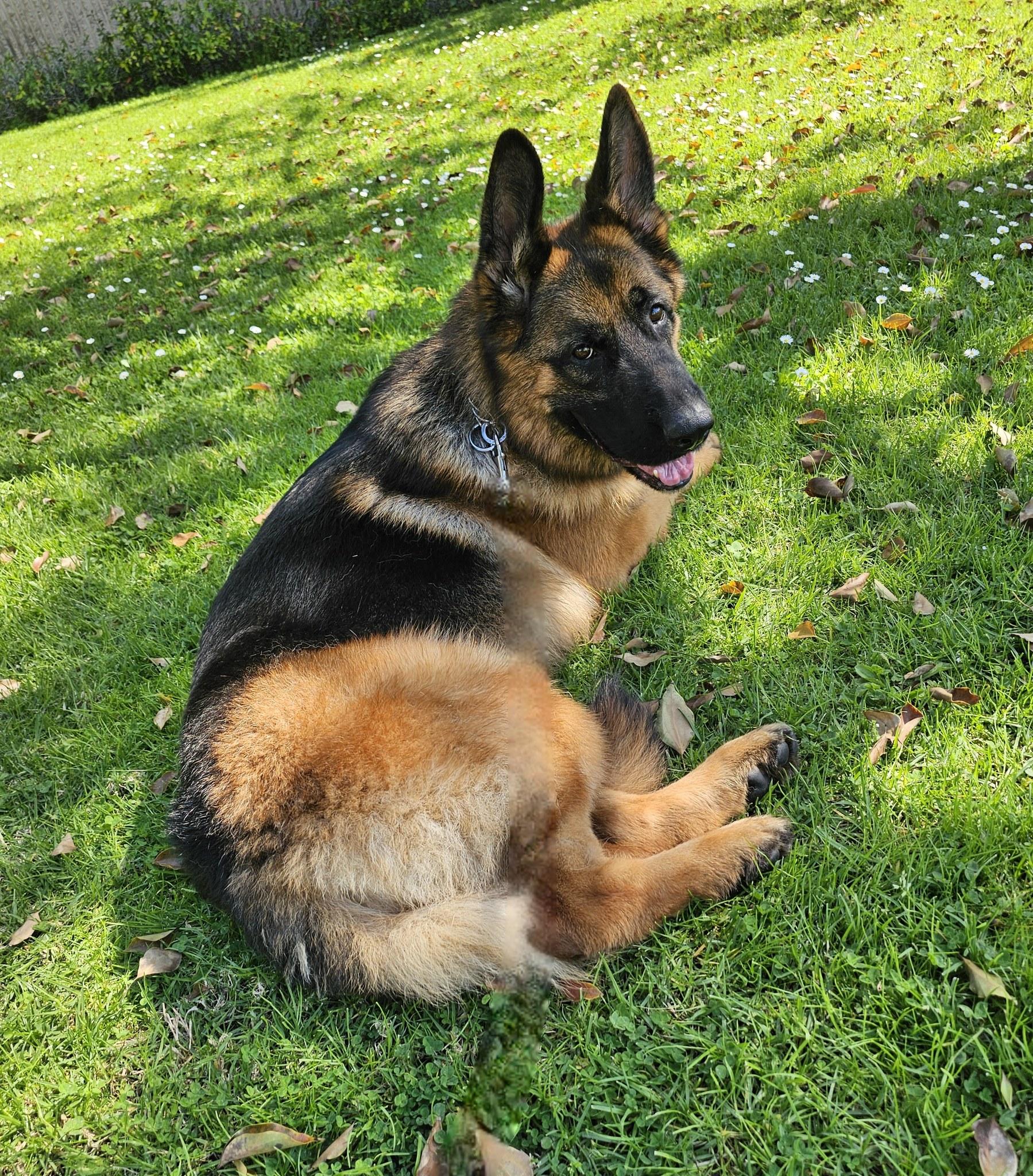 Enlarge Chester von Coswig, a Adoptable German Shepherd Dog in Los Angeles, CA image 6/6