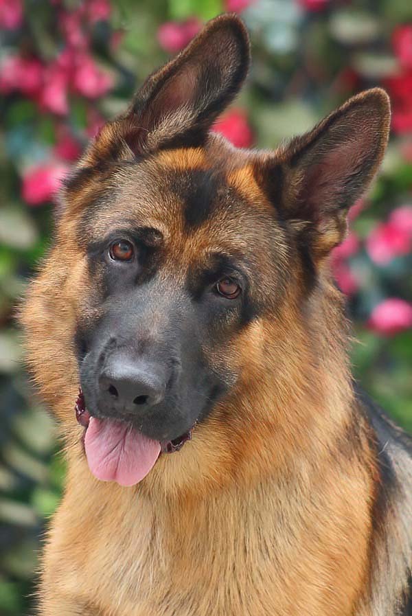 Enlarge Chester von Coswig, a Adoptable German Shepherd Dog in Los Angeles, CA image 5/6