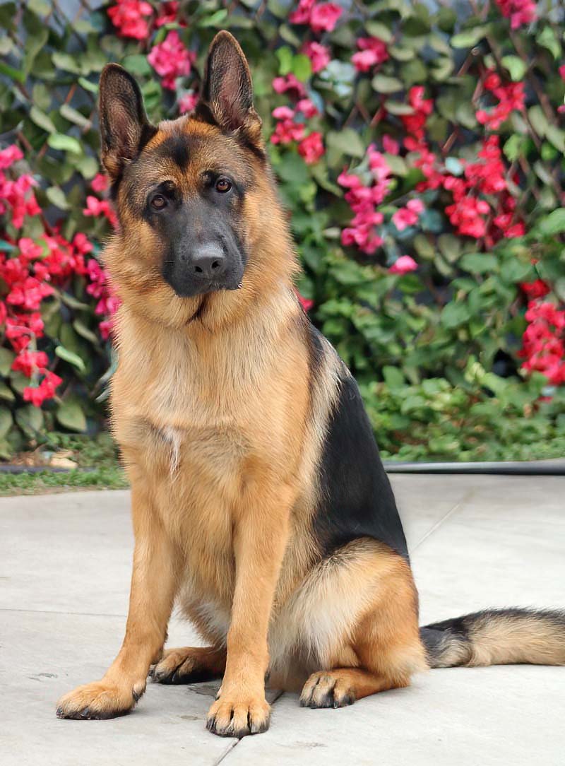 Enlarge Chester von Coswig, a Adoptable German Shepherd Dog in Los Angeles, CA image 3/6