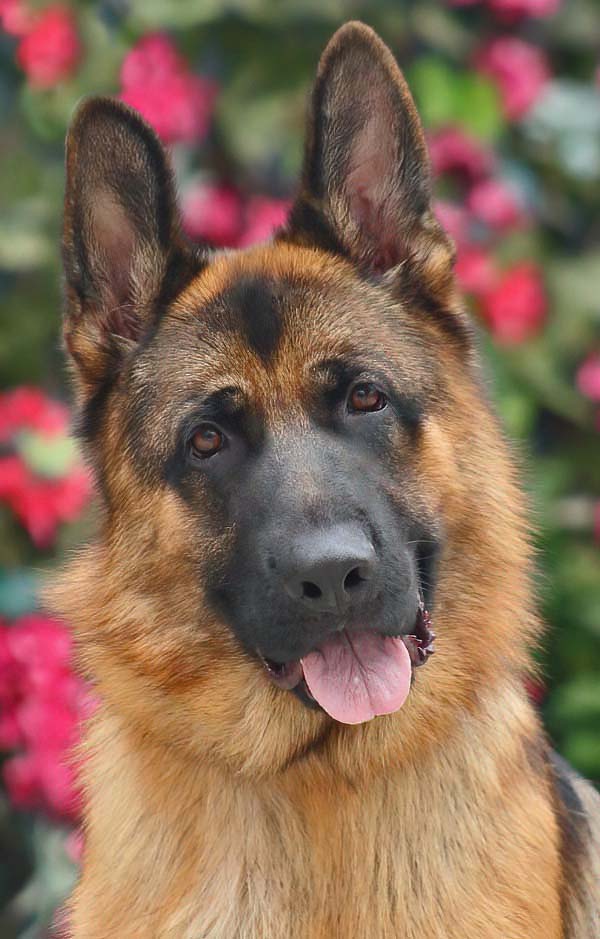 Enlarge Chester von Coswig, a Adoptable German Shepherd Dog in Los Angeles, CA image 1/6