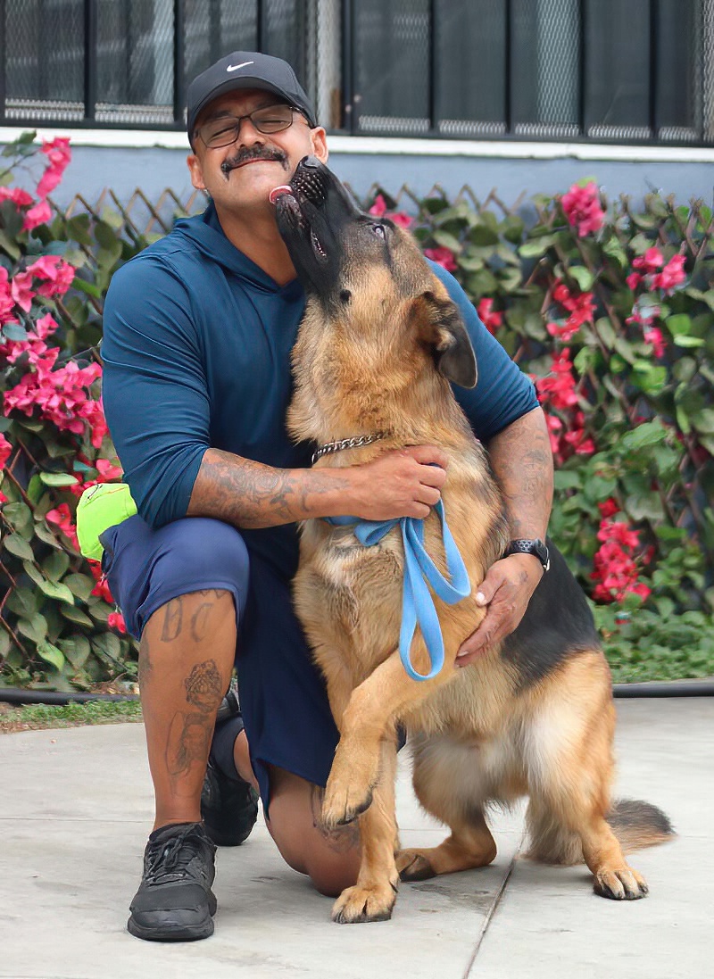 Enlarge Chester von Coswig, a Adoptable German Shepherd Dog in Los Angeles, CA image 2/6