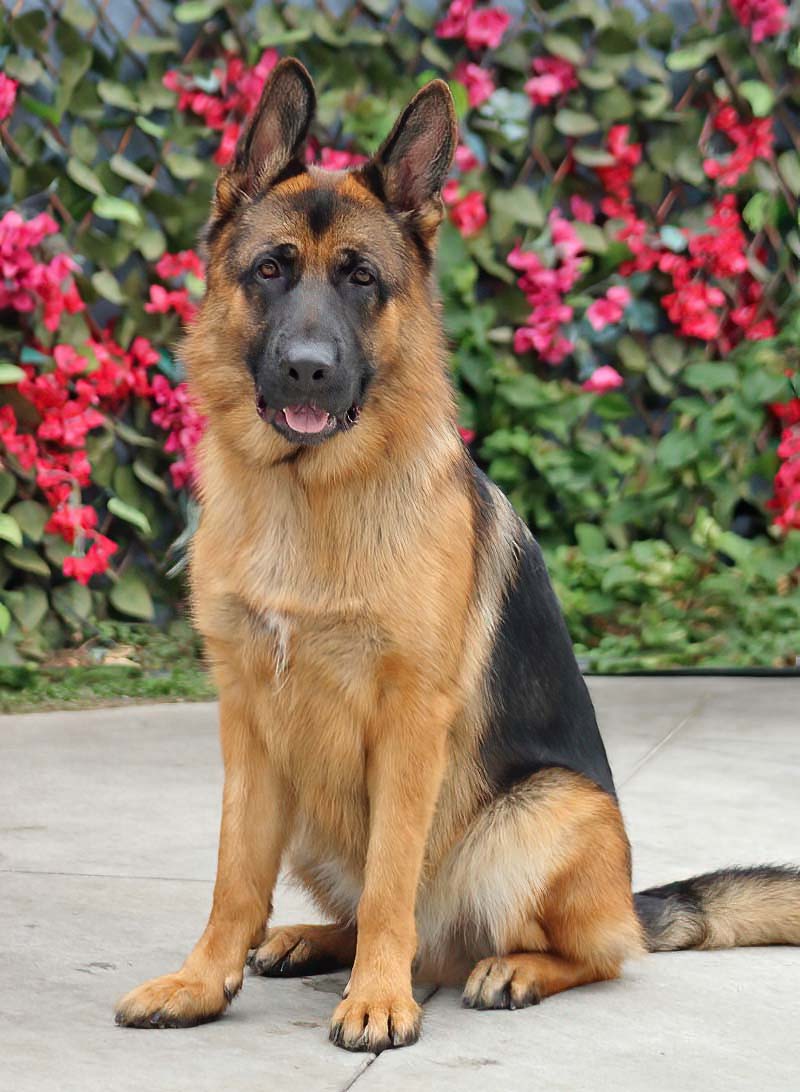 Enlarge Chester von Coswig, a Adoptable German Shepherd Dog in Los Angeles, CA image 6/6