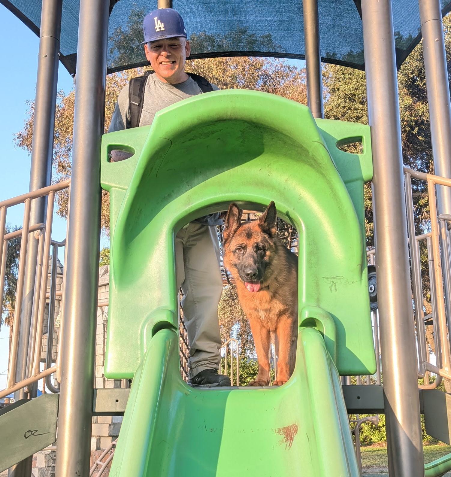 Enlarge Chester von Coswig, a Adoptable German Shepherd Dog in Los Angeles, CA image 4/6