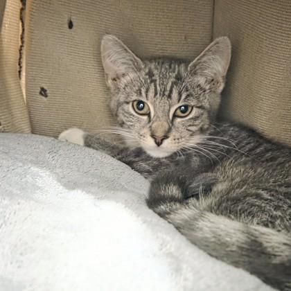 Stars, Adoptable, Kitten Female Domestic Short Hair & Domestic Short Hair.