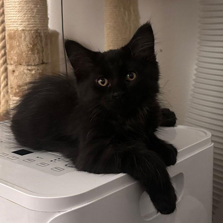 Shady, adopted, Kitten Male Domestic Long Hair.