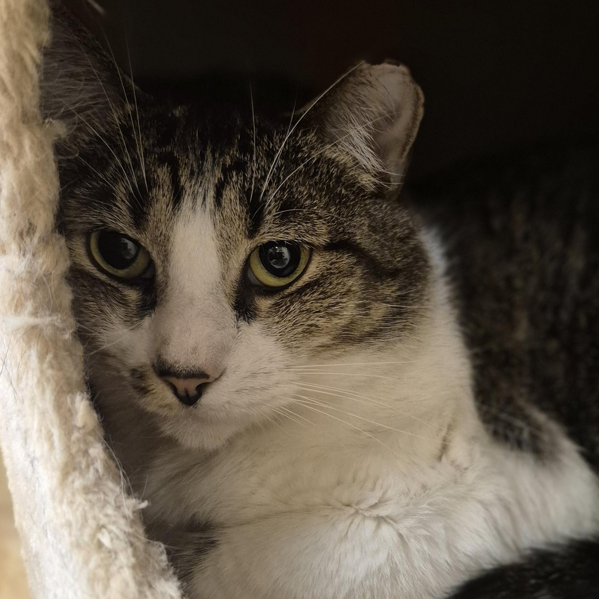 Explorer, ADOPTABLE, Adult Male Domestic Short Hair.