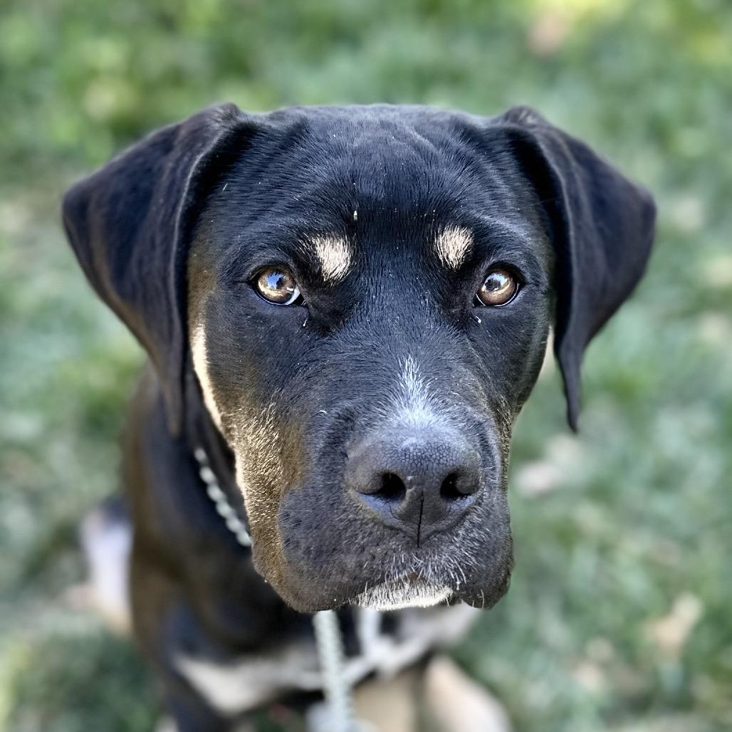 Hawkeye, ADOPTABLE, Young Male Rottweiler.