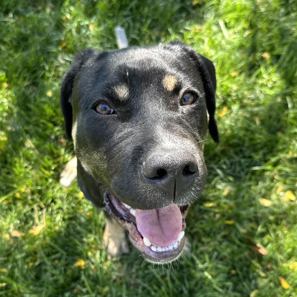 Enlarge Hawkeye, a ADOPTABLE Rottweiler in Dublin, CA image 4/5
