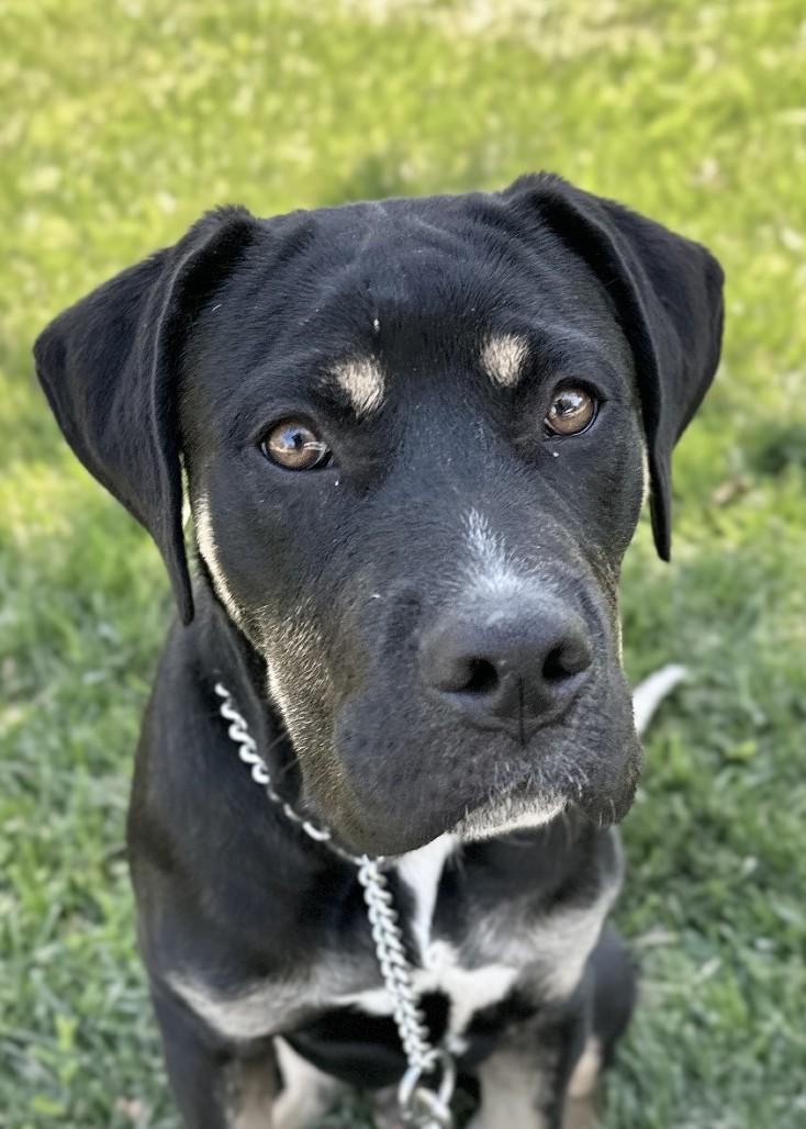 Enlarge Hawkeye, a ADOPTABLE Rottweiler in Dublin, CA image 2/5
