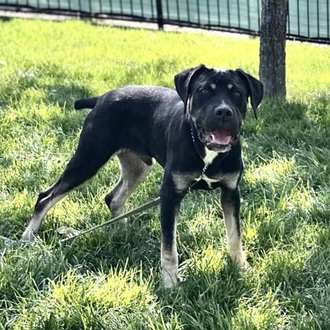 Enlarge Hawkeye, a ADOPTABLE Rottweiler in Dublin, CA image 3/5