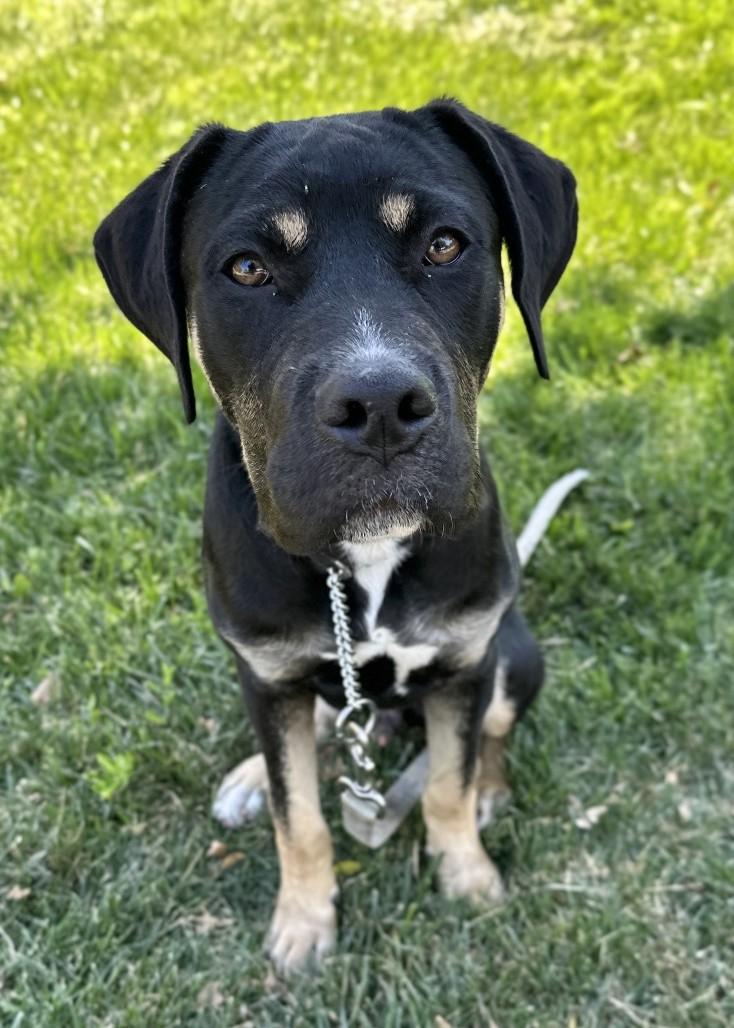Enlarge Hawkeye, a ADOPTABLE Rottweiler in Dublin, CA image 5/5