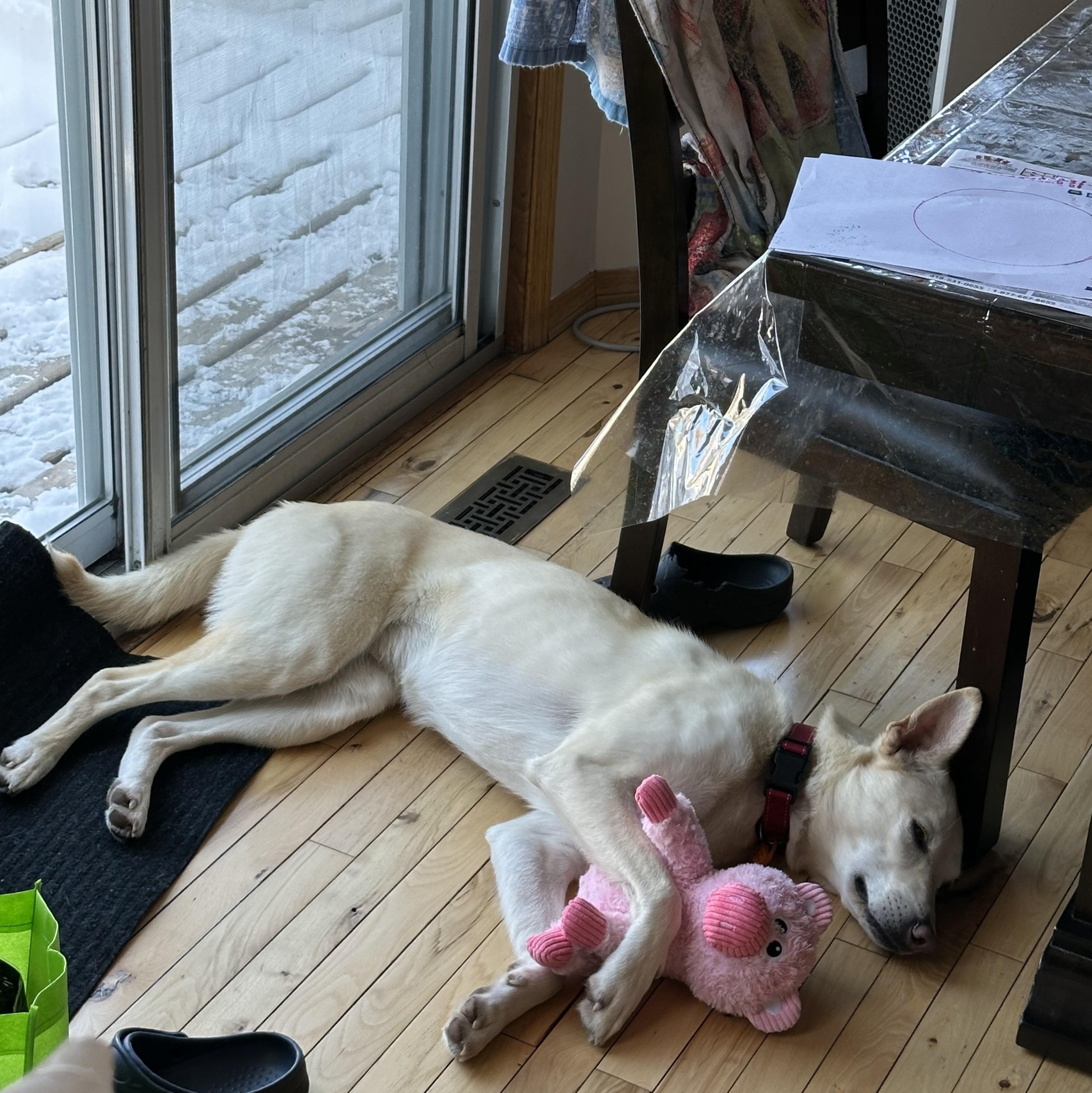 Zoa, ADOPTABLE, Young Female Mixed Breed.