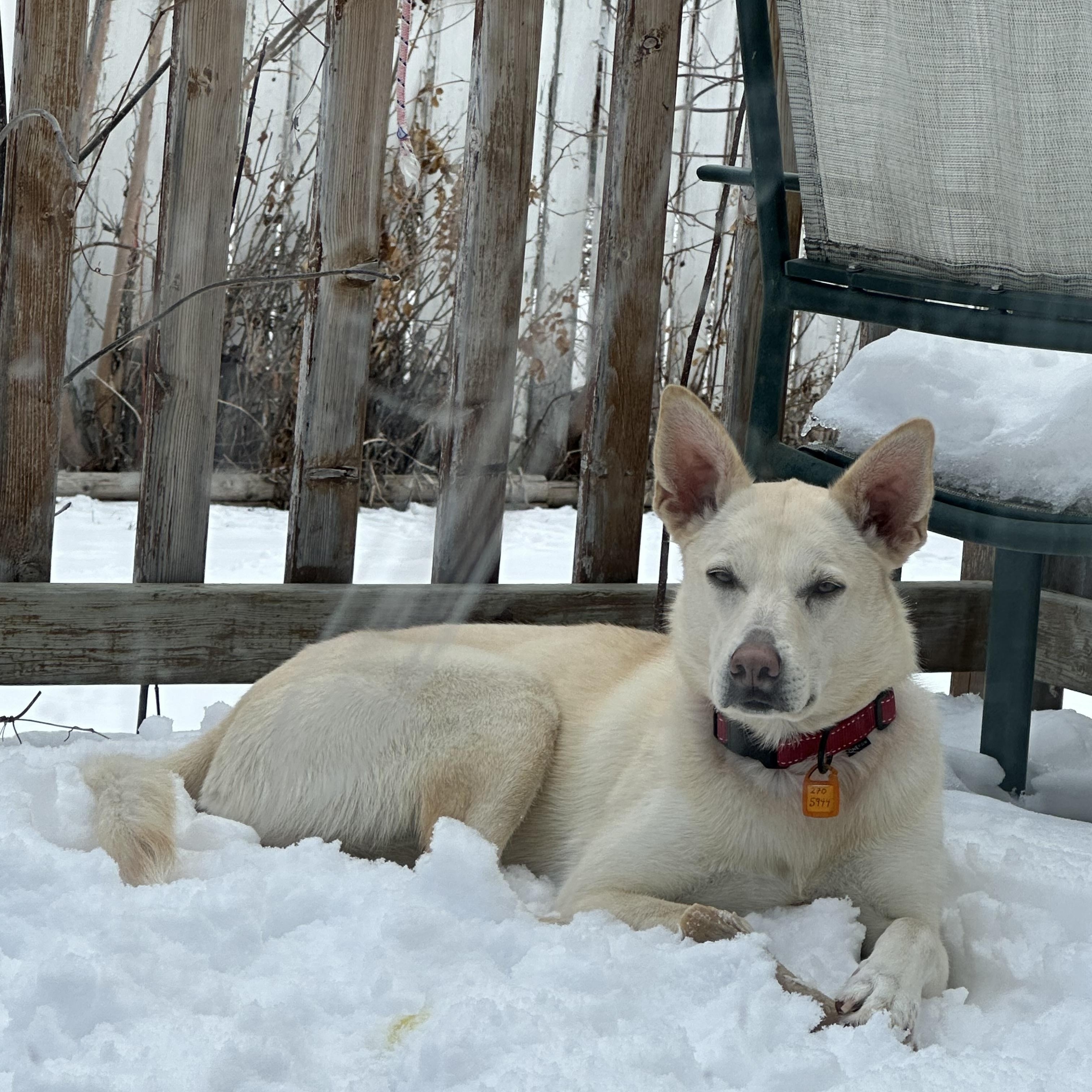 Zoa, ADOPTABLE, Young Female Mixed Breed.