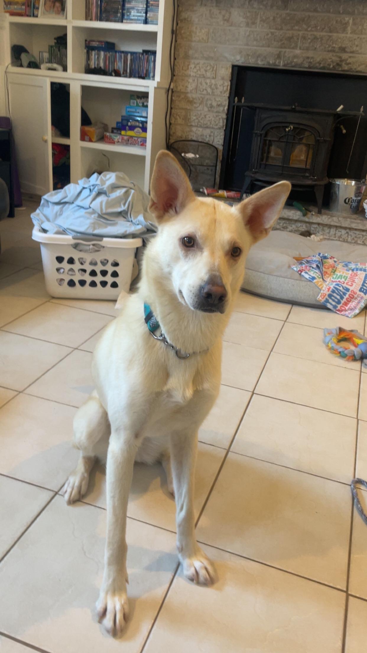 Zoa, ADOPTABLE, Young Female Mixed Breed.