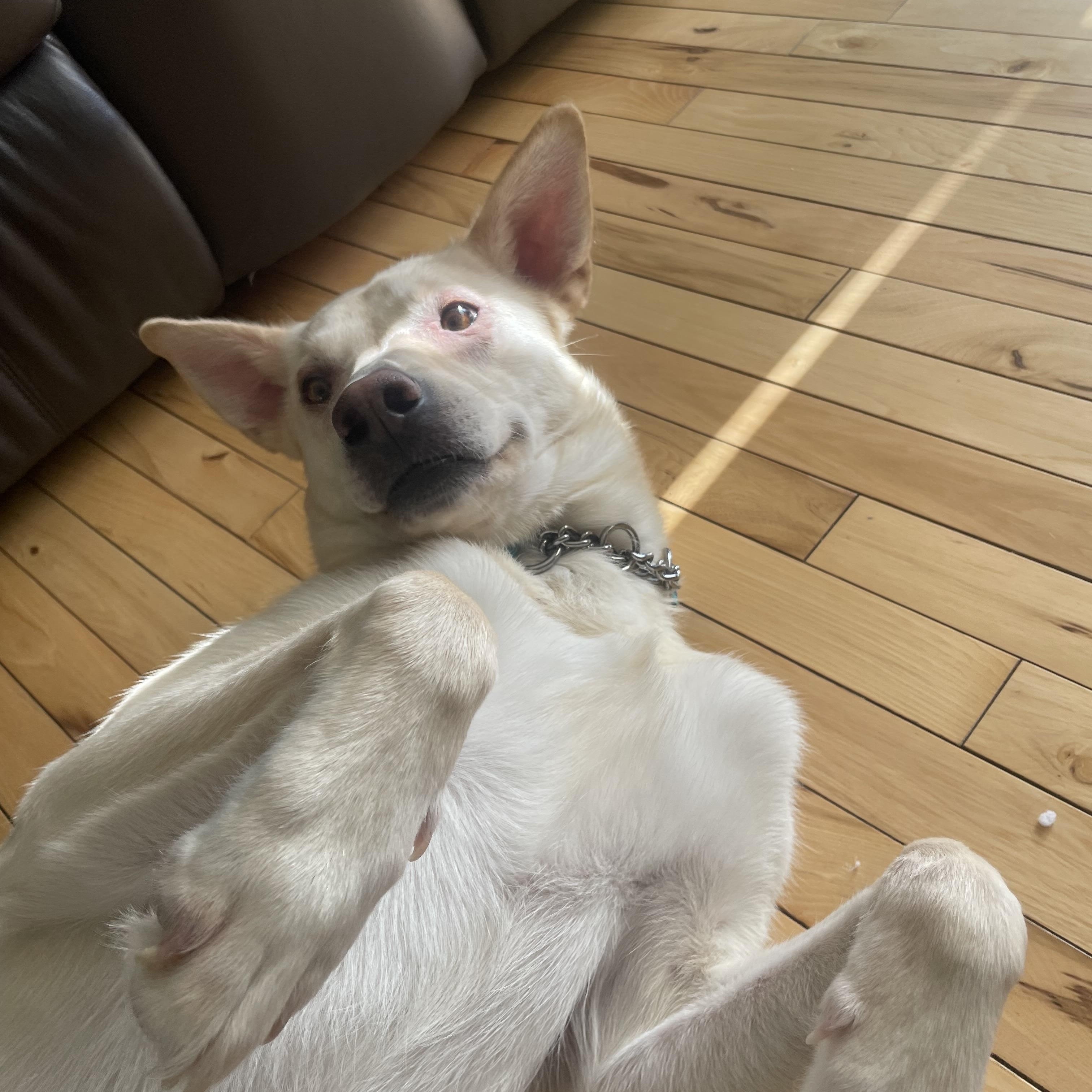 Zoa, ADOPTABLE, Young Female Mixed Breed.