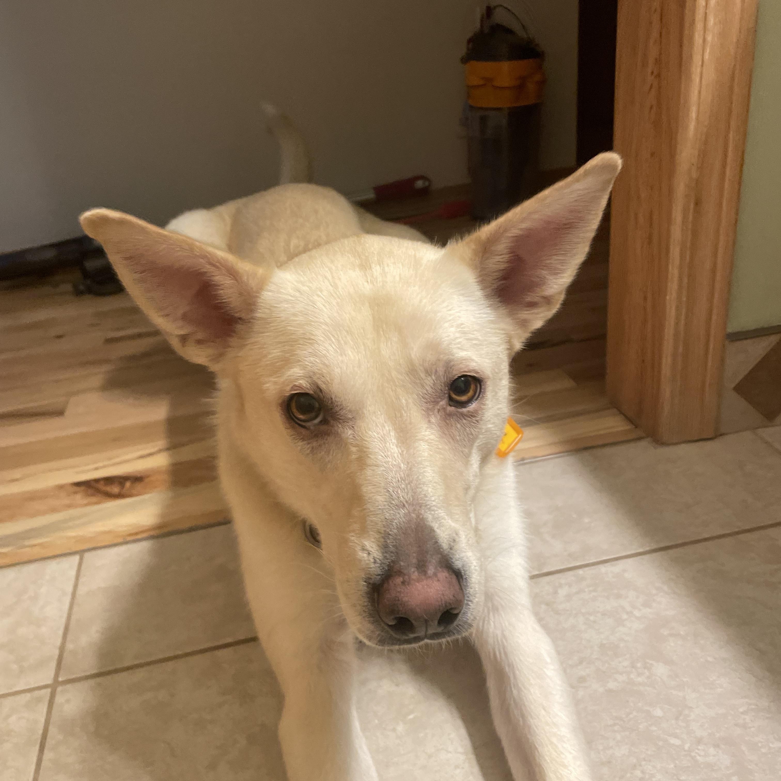 Zoa, ADOPTABLE, Young Female Mixed Breed.