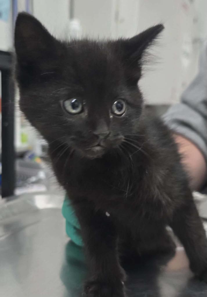 Ralph, Adoptable, Kitten Male Domestic Medium Hair.