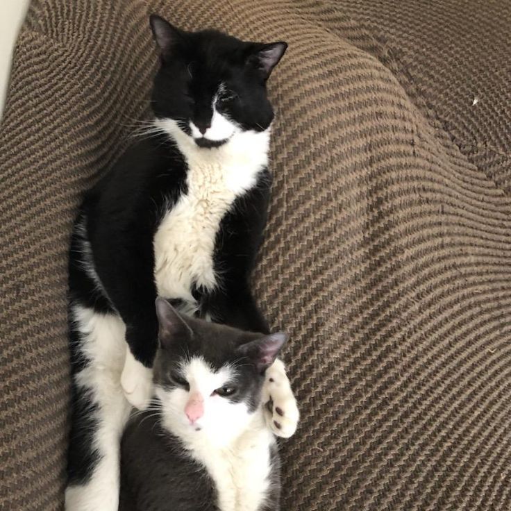 Smokey & Charcoal (bonded), a Adoptable Domestic Short Hair in Syosset, NY image 1/2