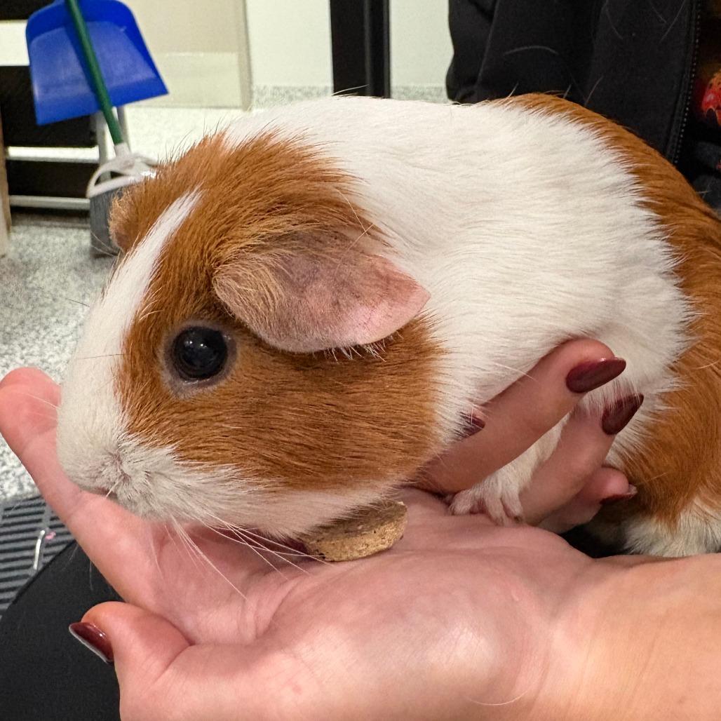 Caramel, Adoptable, Adult Female Guinea Pig.