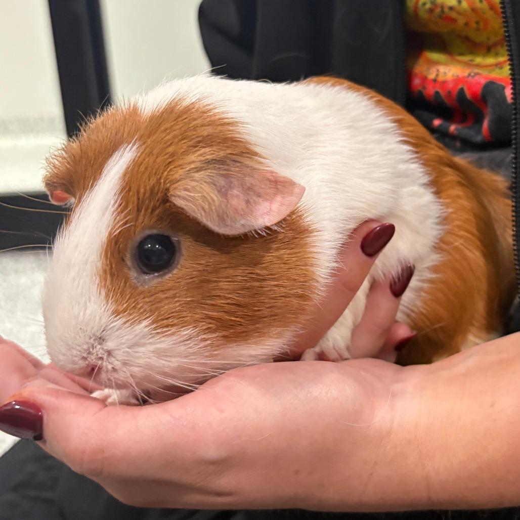 Enlarge Caramel, a Adoptable Guinea Pig in Brookfield, WI image 2/2