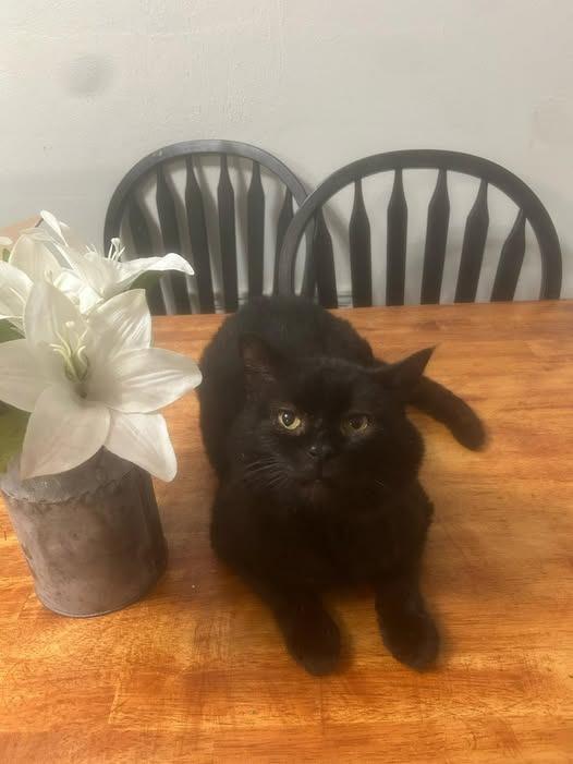 Burr, Adoptable, Adult Male Domestic Medium Hair.