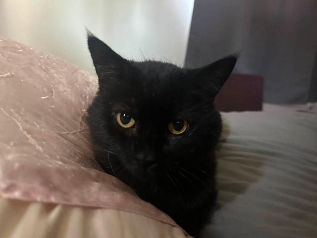 Burr, Adoptable, Adult Male Domestic Medium Hair.
