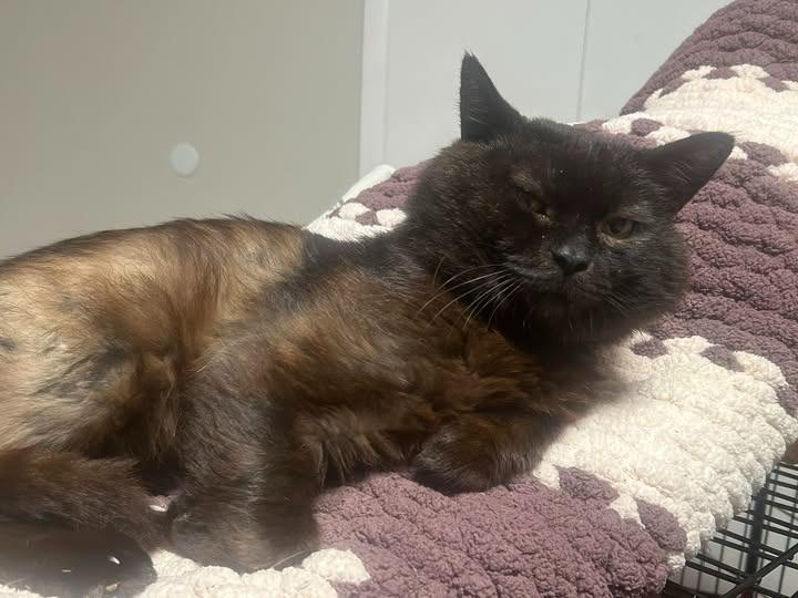 Burr, a Adoptable mixed breed in Kettering, OH image 1/4