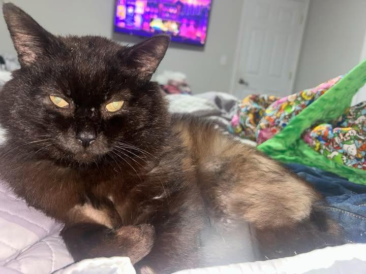 Burr, a Adoptable mixed breed in Kettering, OH image 2/4