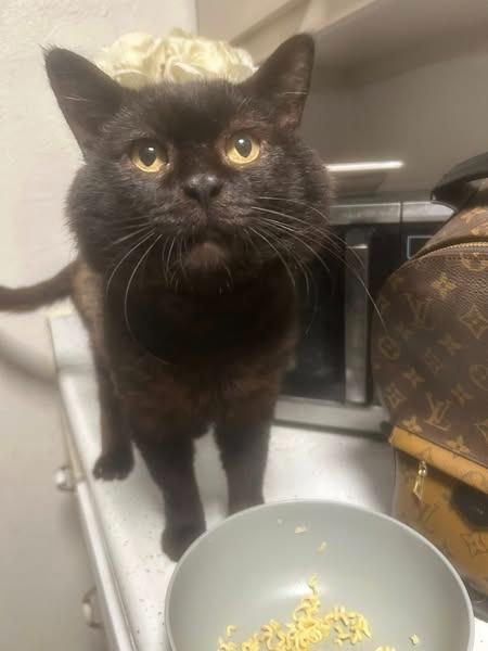 Burr, a Adoptable mixed breed in Kettering, OH image 2/4