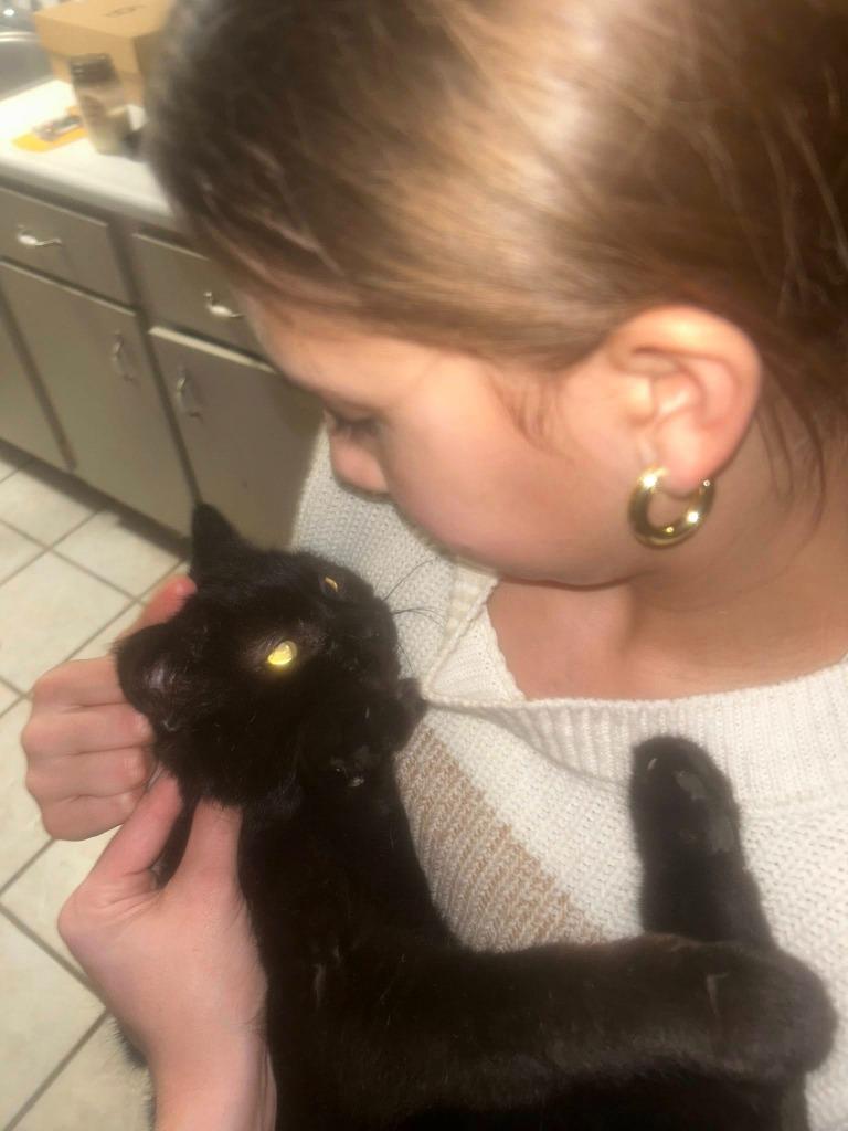 Enlarge Burr, a Adoptable mixed breed in Kettering, OH image 3/3