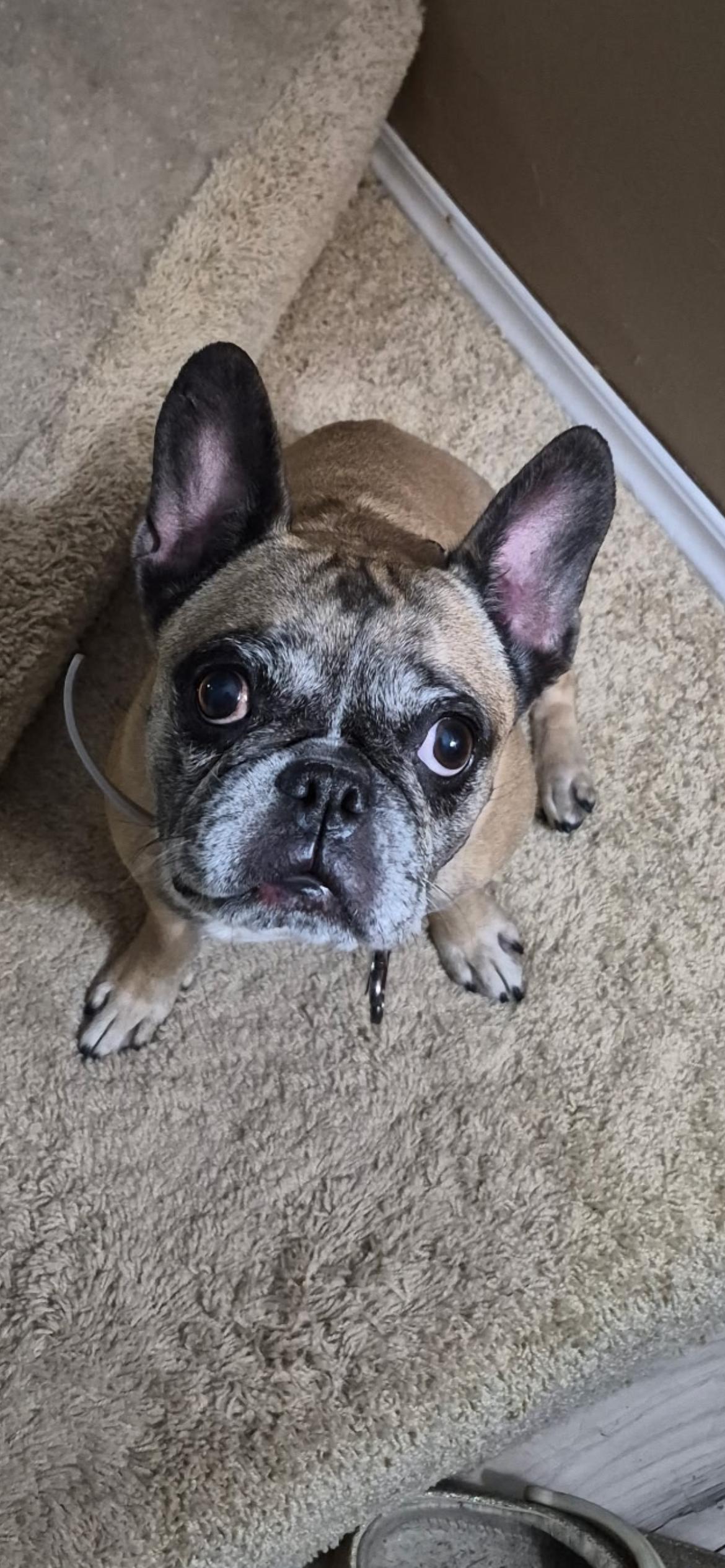 Shelly ( Bell ) , ADOPTABLE, Senior Female French Bulldog.
