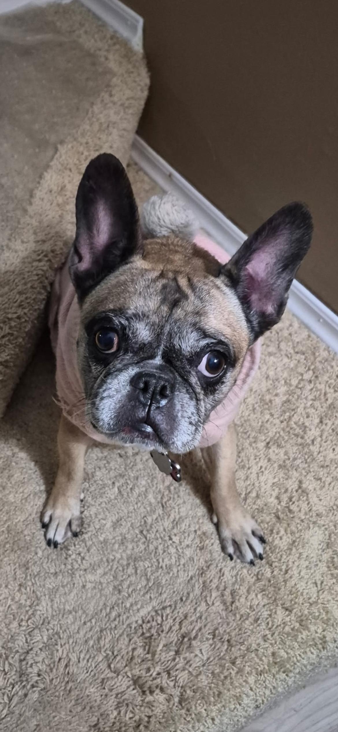 Shelly ( Bell ) , a ADOPTABLE French Bulldog in Saint Louis, MO image 2/3