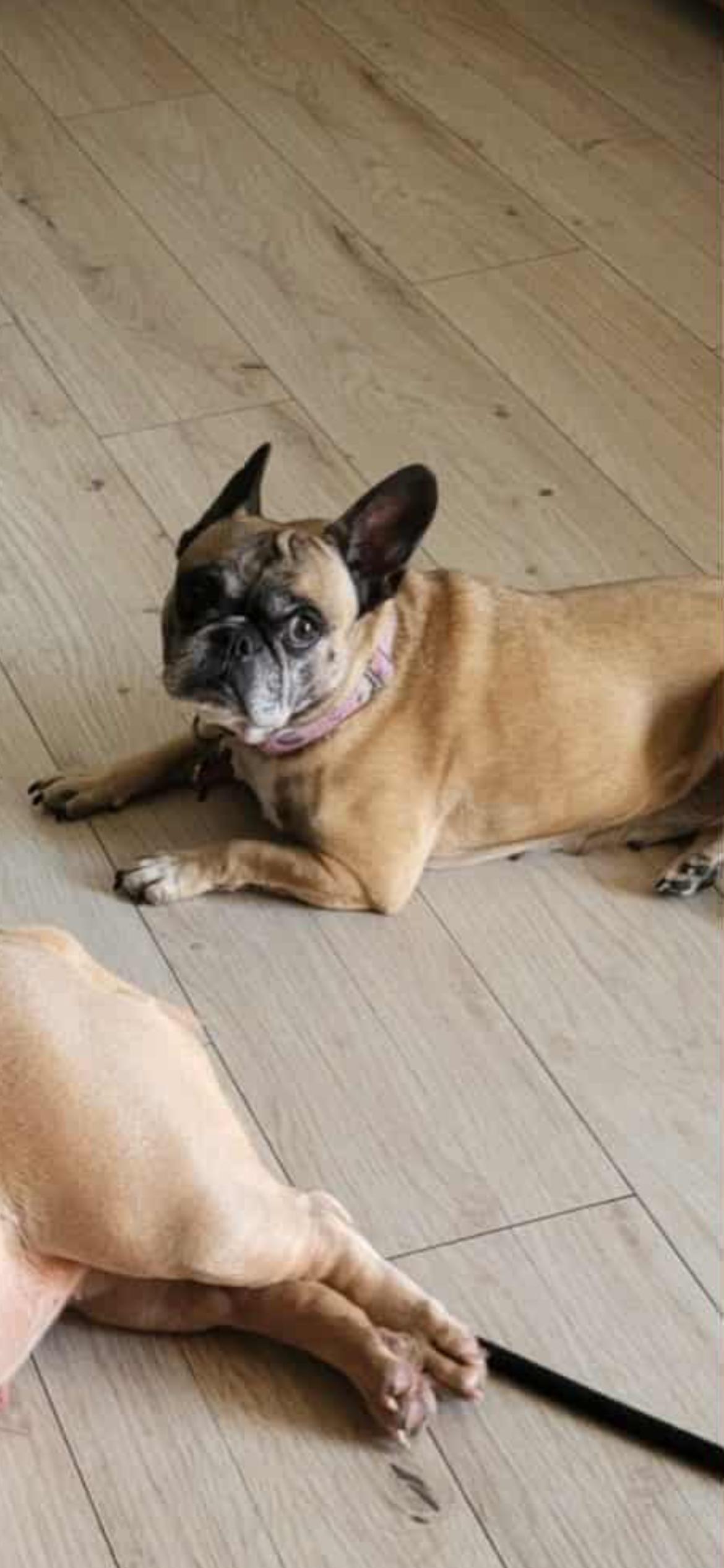 Shelly ( Bell ) , a ADOPTABLE French Bulldog in Saint Louis, MO image 3/3