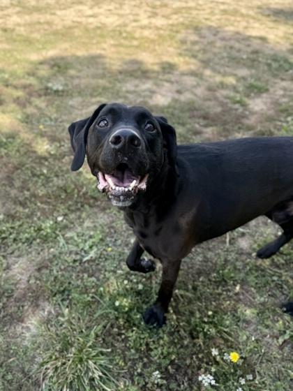 Enlarge Hayden, a Adoptable mixed breed in Roseburg, OR image 1/1