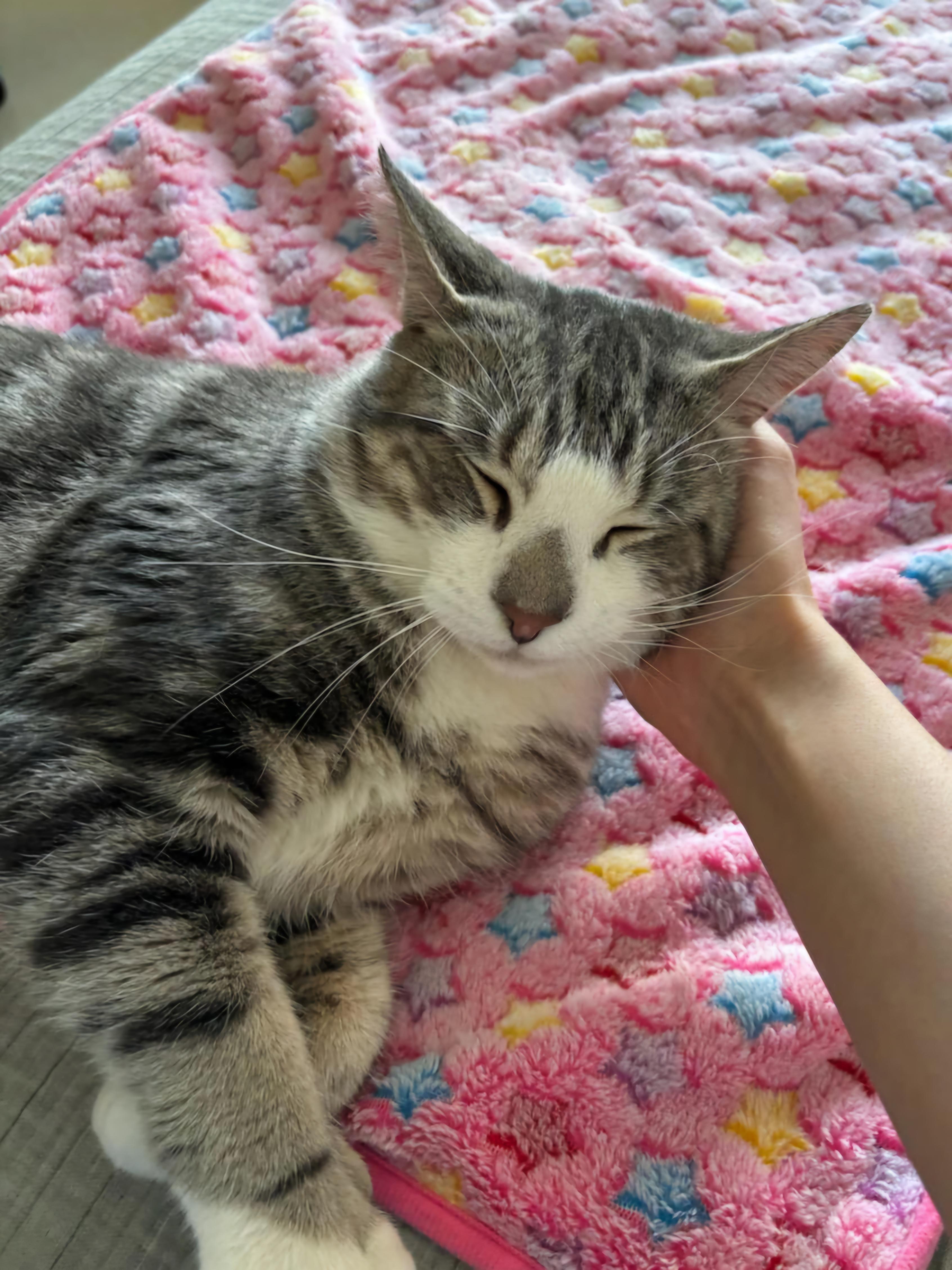 MILO N - Polydactyl Best Friend!, an adoption pending Domestic Short Hair in New York, NY image 4/5