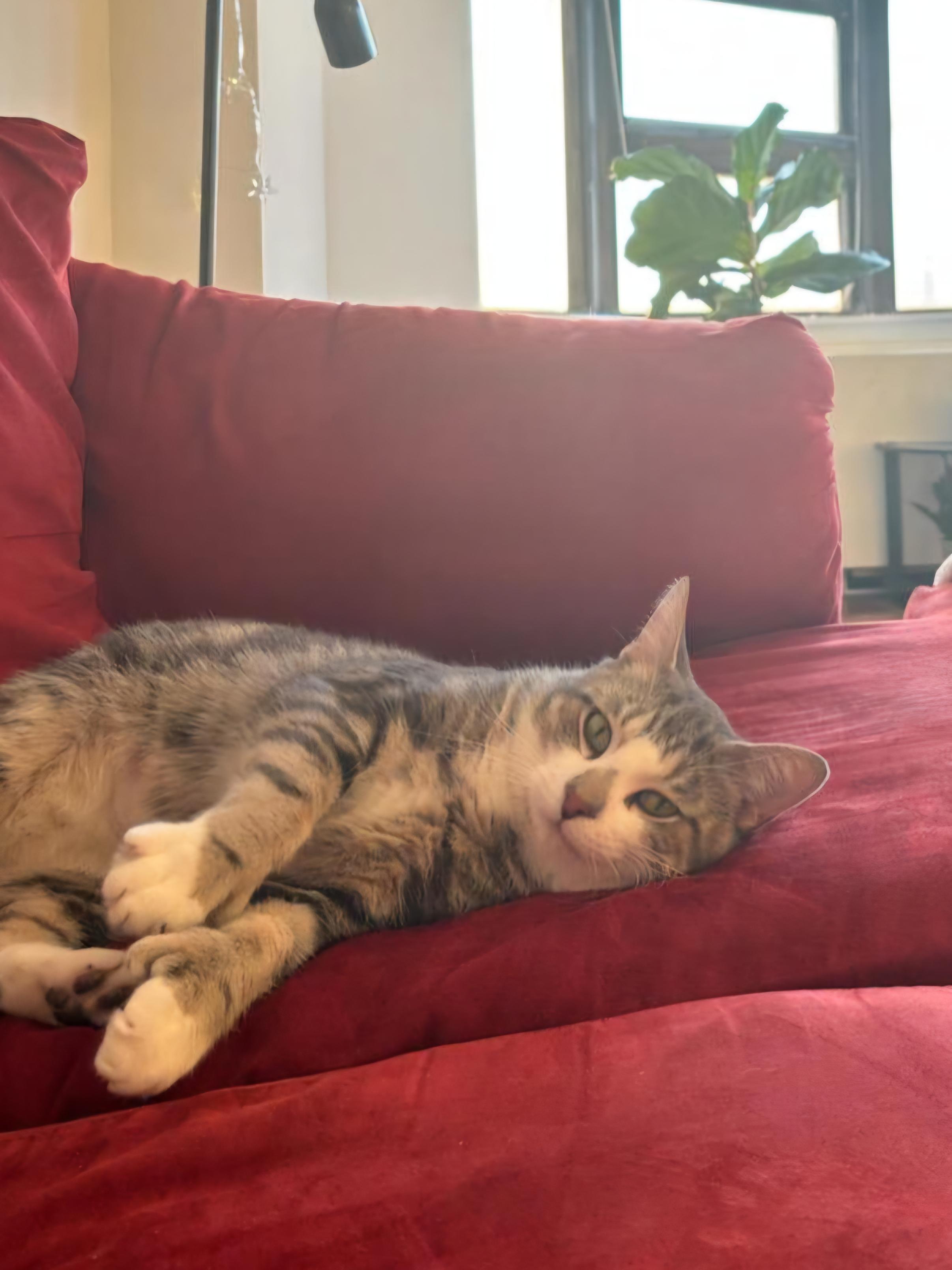 MILO N - Polydactyl Best Friend!, an adoption pending Domestic Short Hair in New York, NY image 5/5