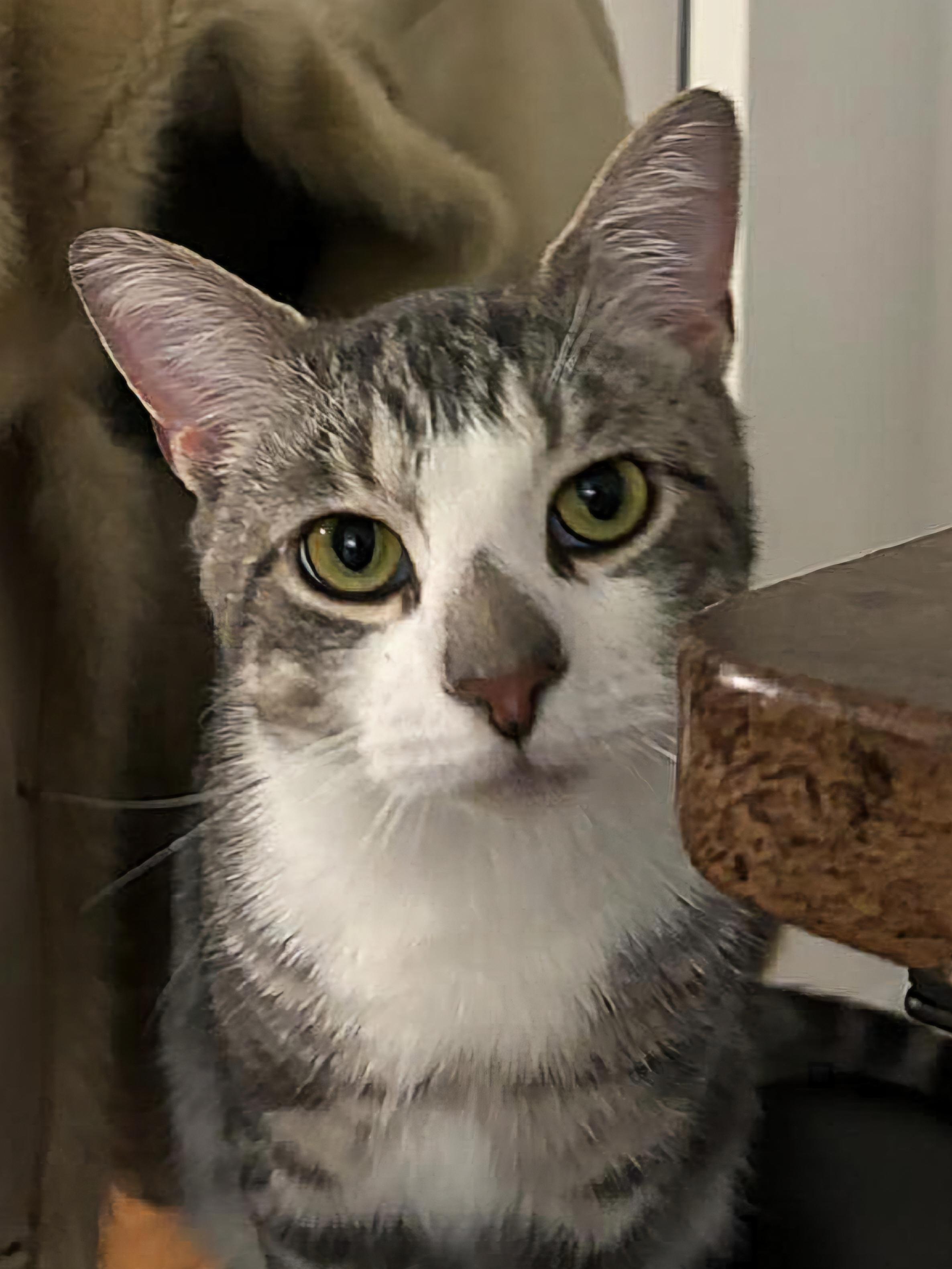 MILO N - Polydactyl Best Friend!, an adoption pending Domestic Short Hair in New York, NY image 1/5