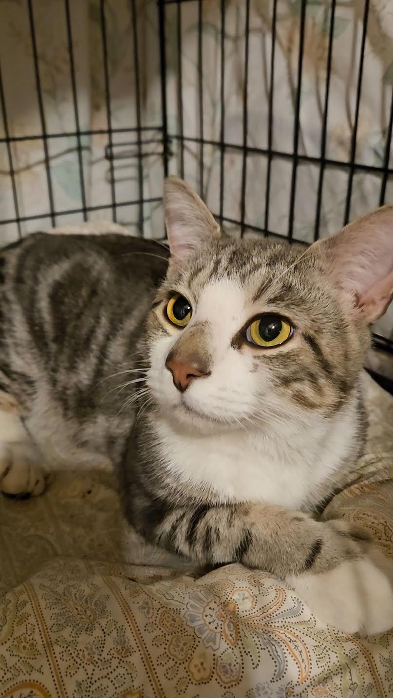 MILO N - Polydactyl Best Friend!, an adoption pending Domestic Short Hair in New York, NY image 2/5