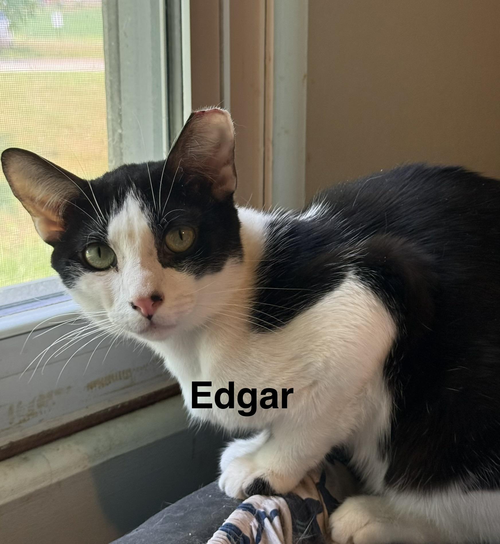 Enlarge Edgar Allan Poe, a Adoptable Domestic Short Hair in Massillon, OH image 2/3