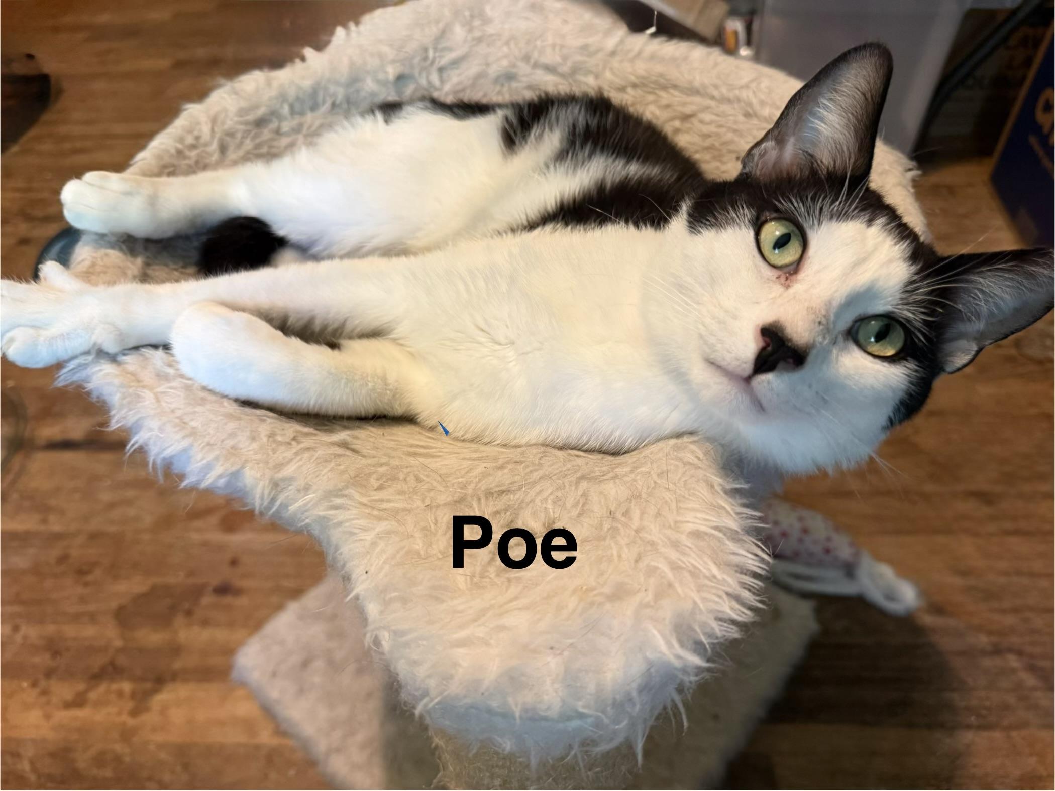 Enlarge Edgar Allan Poe, a Adoptable Domestic Short Hair in Massillon, OH image 3/3