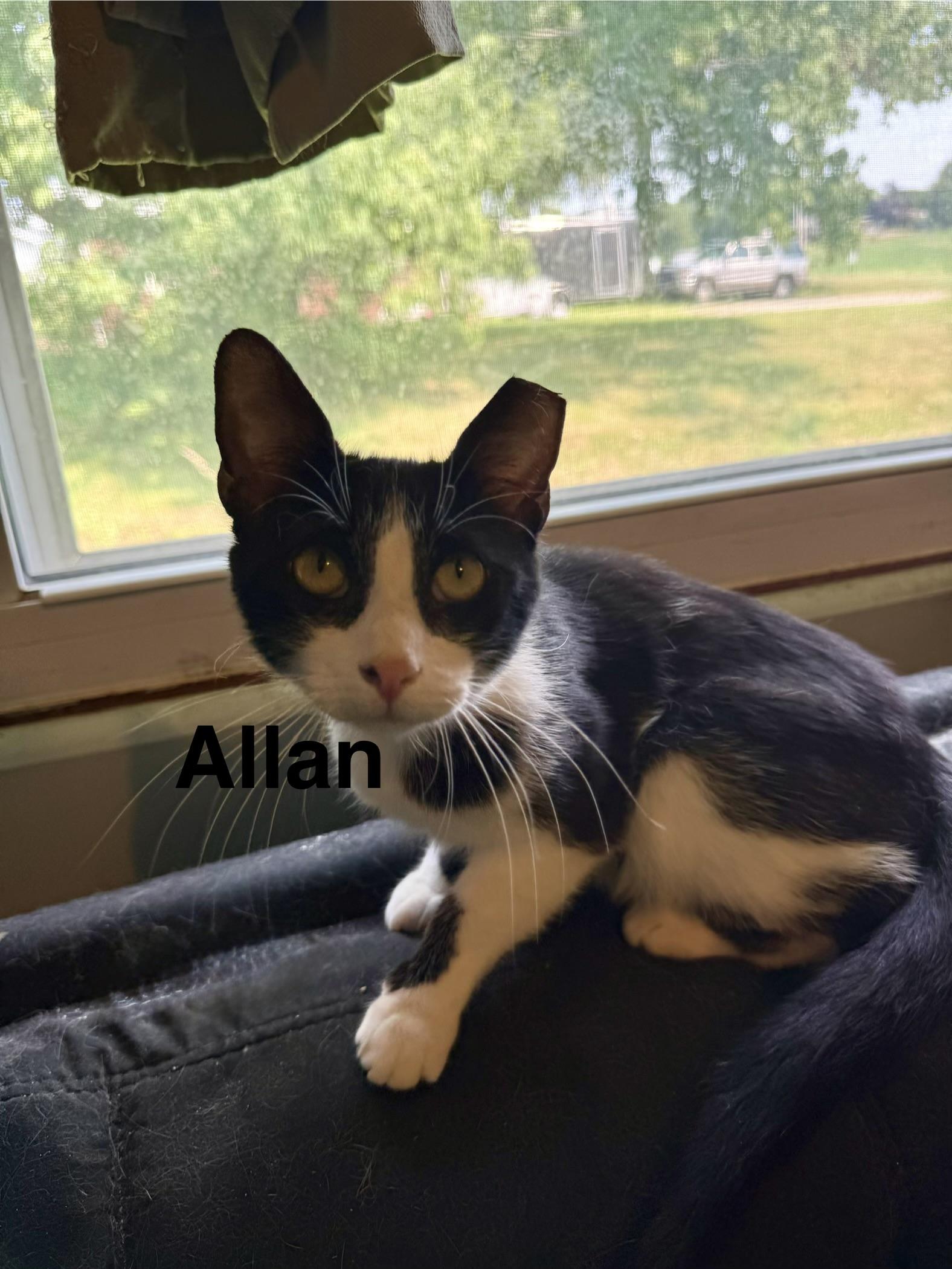 Edgar Allan Poe, Adoptable, Young Male Domestic Short Hair.