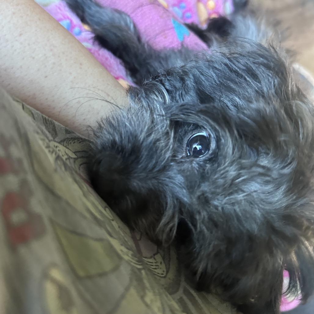 Emily, Adoptable, Puppy Female Shih Tzu & Mixed Breed.
