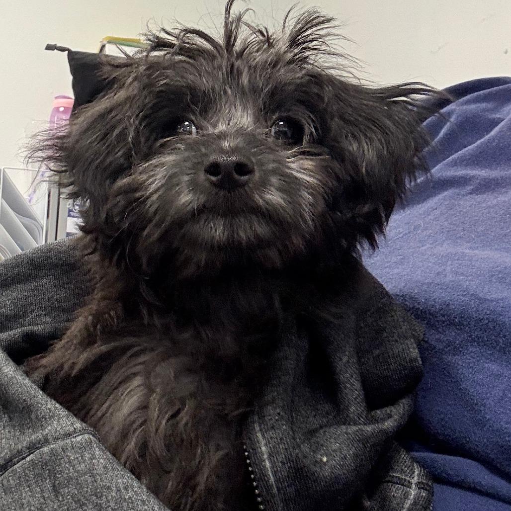 Enlarge Emily, a Adoptable mixed breed in West Chester, PA image 2/6