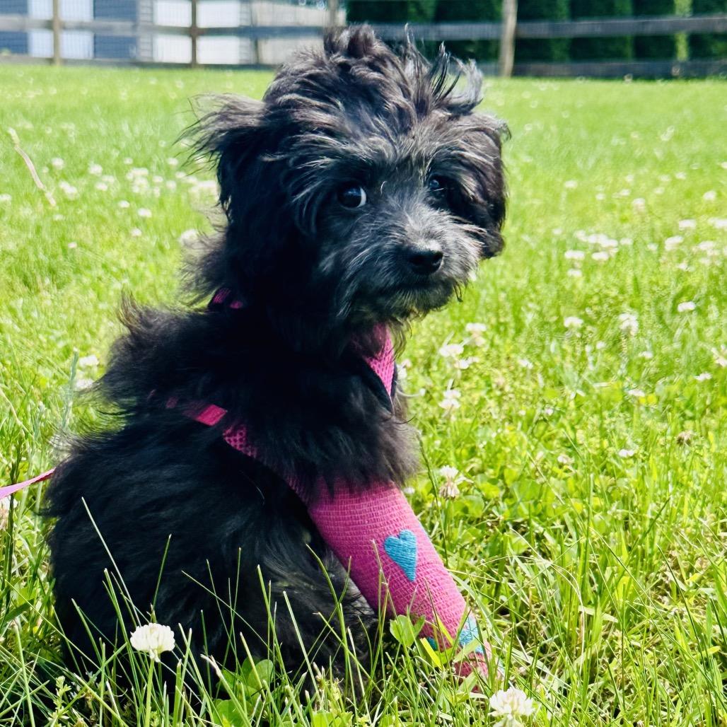 Enlarge Emily, a Adoptable mixed breed in West Chester, PA image 4/6
