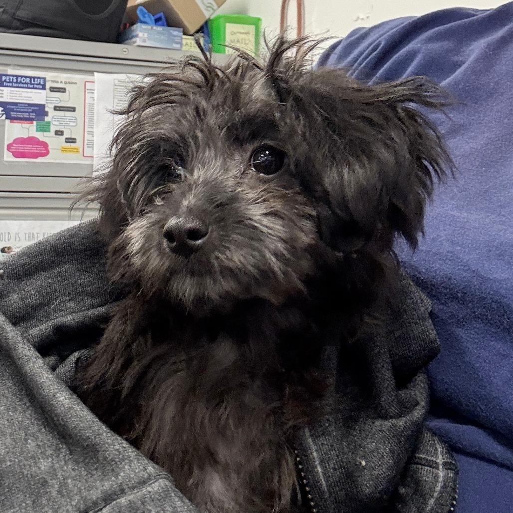 Enlarge Emily, a Adoptable mixed breed in West Chester, PA image 5/6