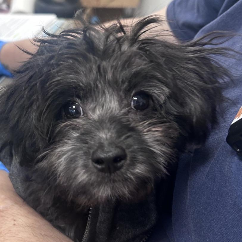 Enlarge Emily, a Adoptable mixed breed in West Chester, PA image 6/6