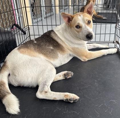 Dana, Adoptable, Adult Female Basenji.